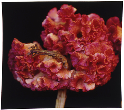 荒木 経惟「花緊縛」新品 花緊縛 - 荒木経惟 | shashasha 写々者 - 写真集とアートブック