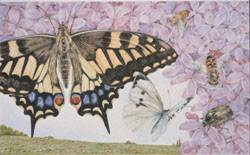 熊田千佳慕　額縁　ハチと花 熊田千佳慕 額縁 ハチと花 ゆすい