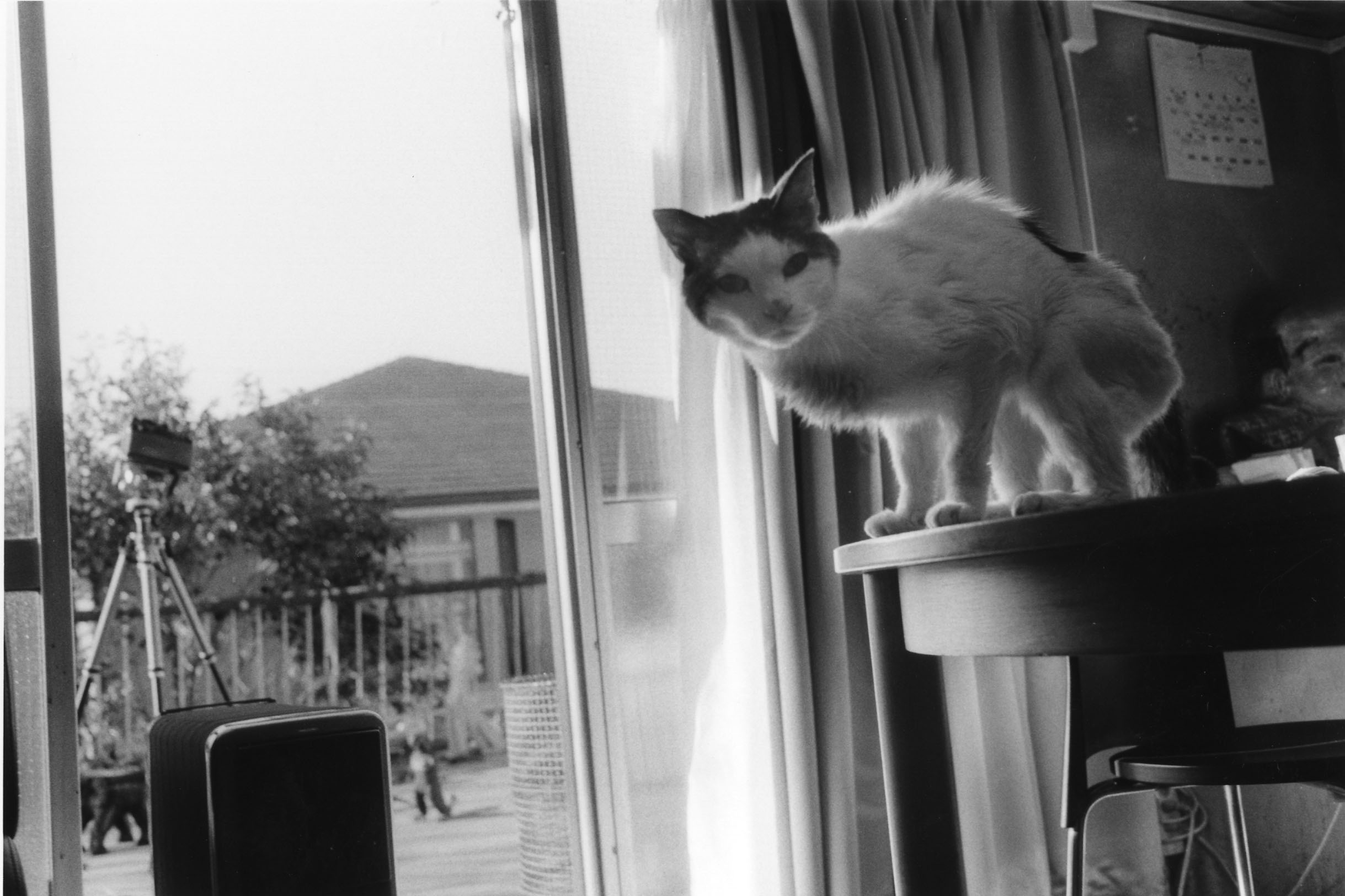 荒木経惟 「センチメンタルな旅 春の旅」 （ラットホール・ギャラリー