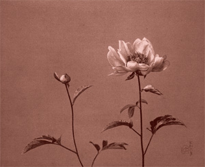 『芸術写真の精華』図録、東京都美術館、2011年。 芸術写真の精華 日本のピクトリアリズム 珠玉の名品」展 （東京