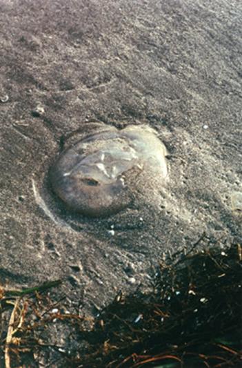 中平卓馬 「Documentary」 （シュウゴアーツ） ｜Tokyo Art Beat