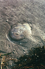 【ADIEUAX】中平卓馬　新装版　帯付き　★★大幅に値下げしました 古書古本 Totodo: 中平卓馬 アデュウ ア エックス / Takuma Nakahira