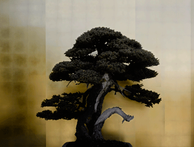 大和田良 「Form -scenery seen through bonsai-」 （エモン