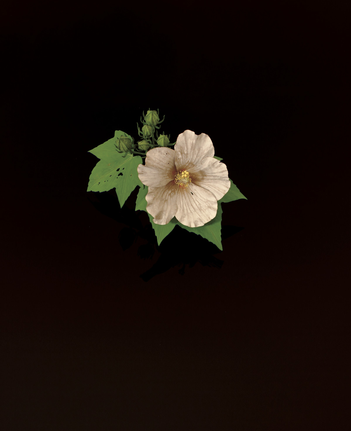 須田悦弘展　千葉市美術館　Ｂ2ポスター　新品・超美品 須田悦弘展 千葉市美術館 B2ポスター 新品・超美品