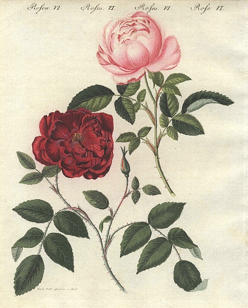 アンティーク博物画・ボタニカル 展 （ロゴスギャラリー） ｜Tokyo Art