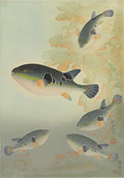 大野麥風 「『大日本魚類画集』と博物画にみる魚たち」 （東京 