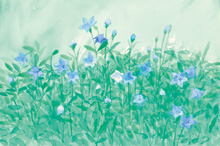 安野光雅 「御所の花展」 （日本橋髙島屋 8階ホール） ｜Tokyo Art Beat