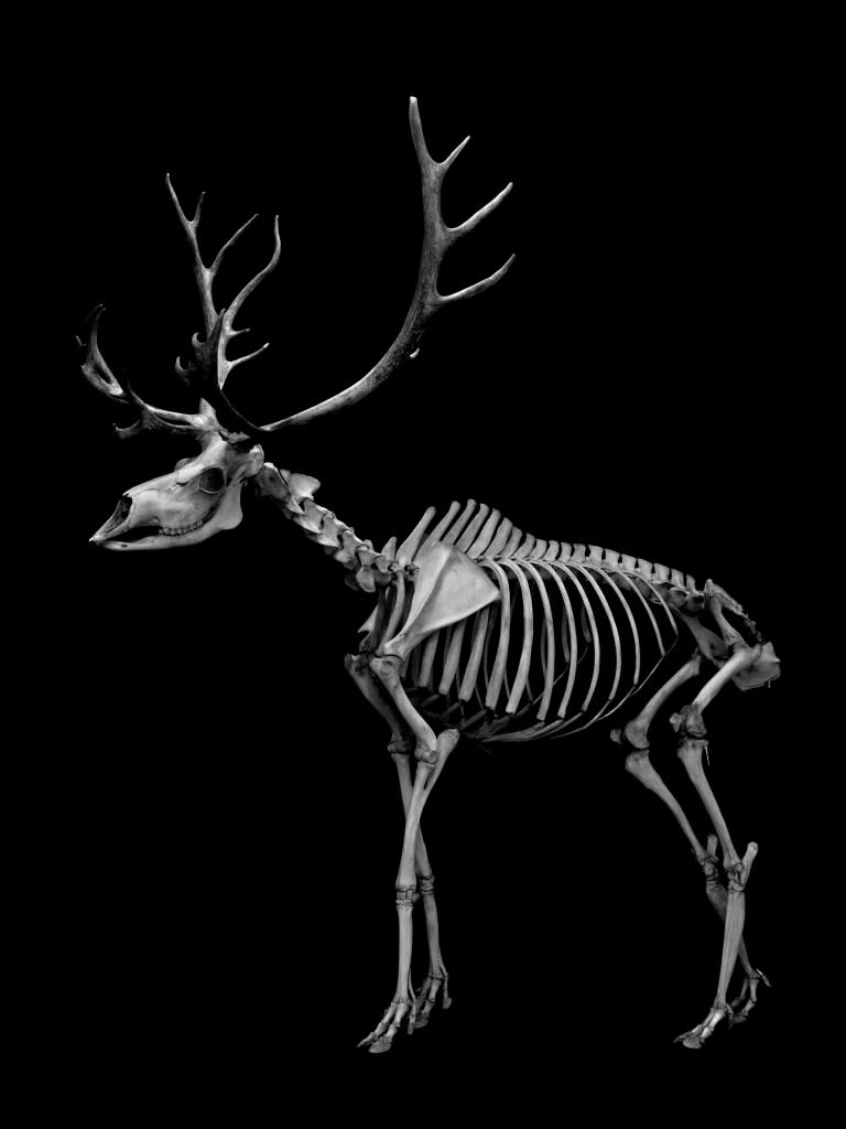 湯沢英治 「REAL BONES G」 （Art Gallery M84） ｜Tokyo Art Beat