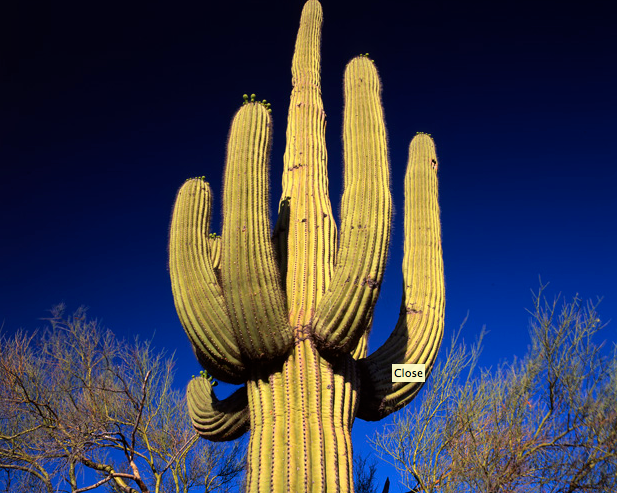 徳畑祐司 「WILD CACTUS 野生のサボテン」 （リコーイメージング