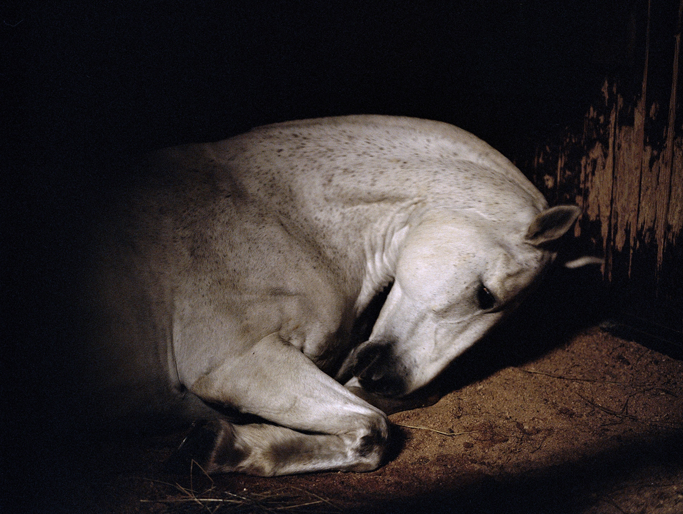 Charlotte Dumas 「ANIMA」 （gallery916） ｜Tokyo Art Beat