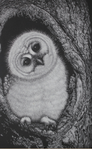 生田宏司 ＊ 銅版画 ＊ メゾチント ＊ フクロウ ＊ ふくろう 生田 宏司 作 メゾチント 「ふくろう」 ｜骨董品買取 緑和堂