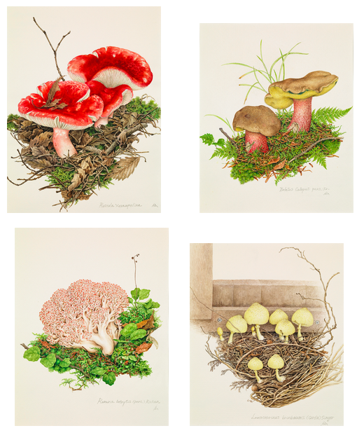 小林路子の菌類画 きのこ・イロ・イロ」展 （武蔵野市立吉祥寺美術館