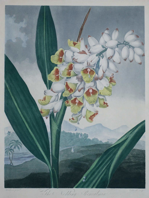 世界で一番美しい種子図鑑 : キュー王立植物園公認 Amazon.co.jp: 世界で一番美しい種子図鑑 : ロブ・ケスラー