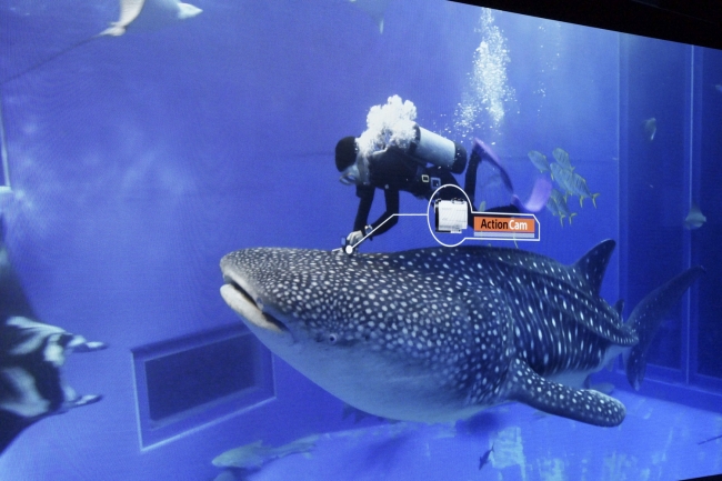 ソニーの最新技術でもっと楽しむ！沖縄美ら海の自然と生き物たち」展