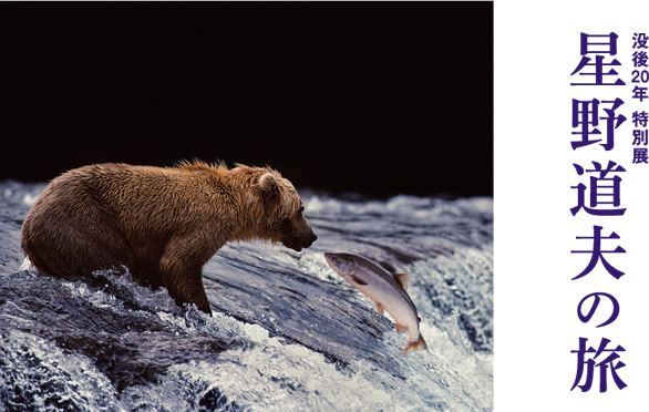 星野道夫の旅」 展 （松屋銀座） ｜Tokyo Art Beat