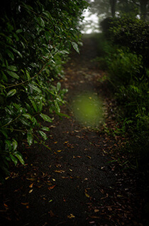 テリ・ワイフェンバック「The May Sun」 （IZU PHOTO MUSEUM） ｜Tokyo