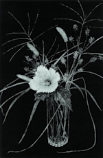 S1-M0187丹阿弥丹波子 リトグラフ 絵画　花’81　サイン付き　23／50 S1-M0187丹阿弥丹波子 リトグラフ 絵画 花'81 サイン付き 23／50