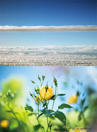 Terri Weifenbach + Kate MacDonnell “Heliotropism” （Blitz Gallery