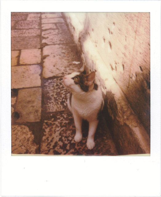 Street Cat by Nekomori Yoshio supported by Polaroid Originals