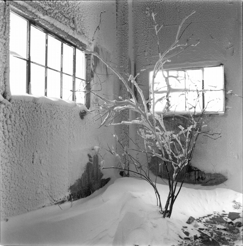 萩原義弘 「ヤマに在りヤマに還る - 巨幹残栄 / SNOWY」 （相模原市民