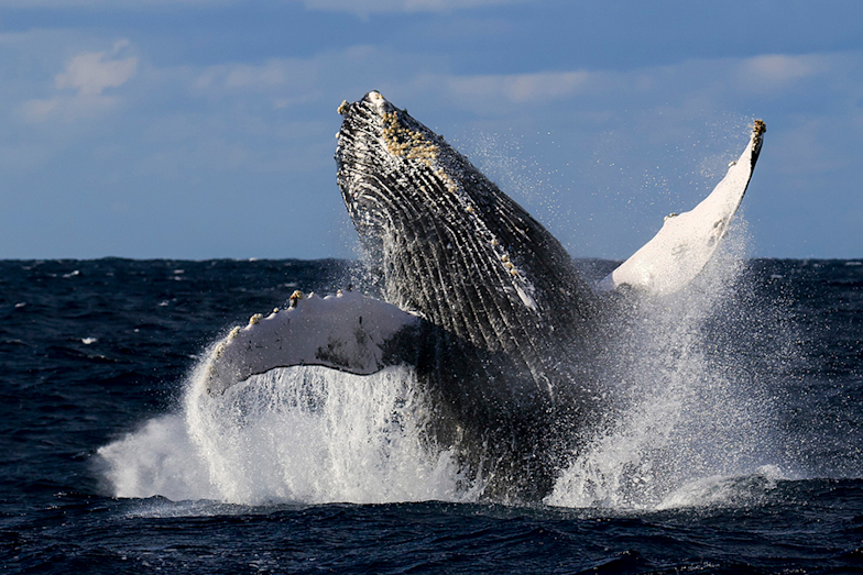 木彫 ザトウクジラ Humpback whale 31㎝