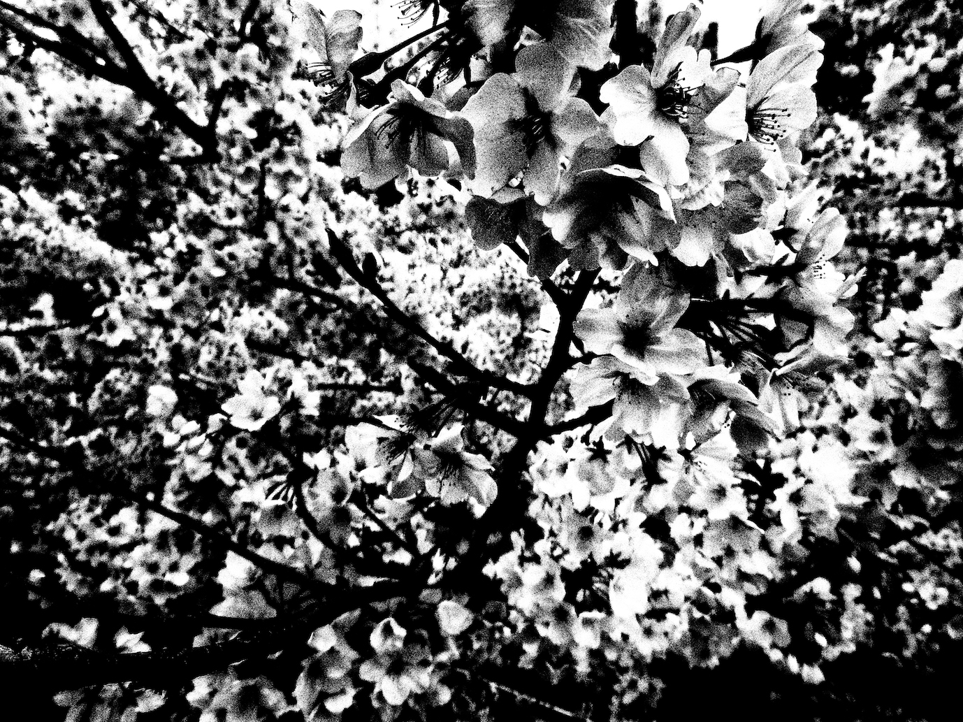 Daido Moriyama “Ango” （Poetic Scape） ｜Tokyo Art Beat