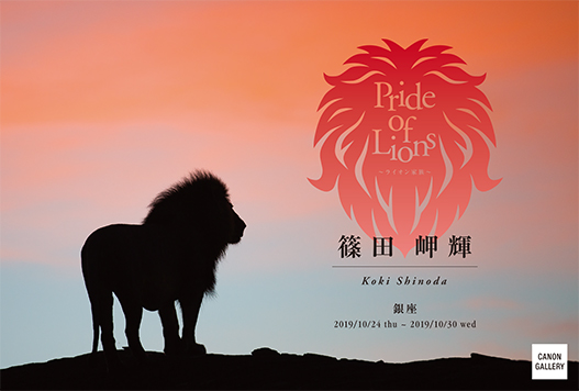 Lion pride before the fall ライオン写真集 Lion pride before the fall ライオン写真集