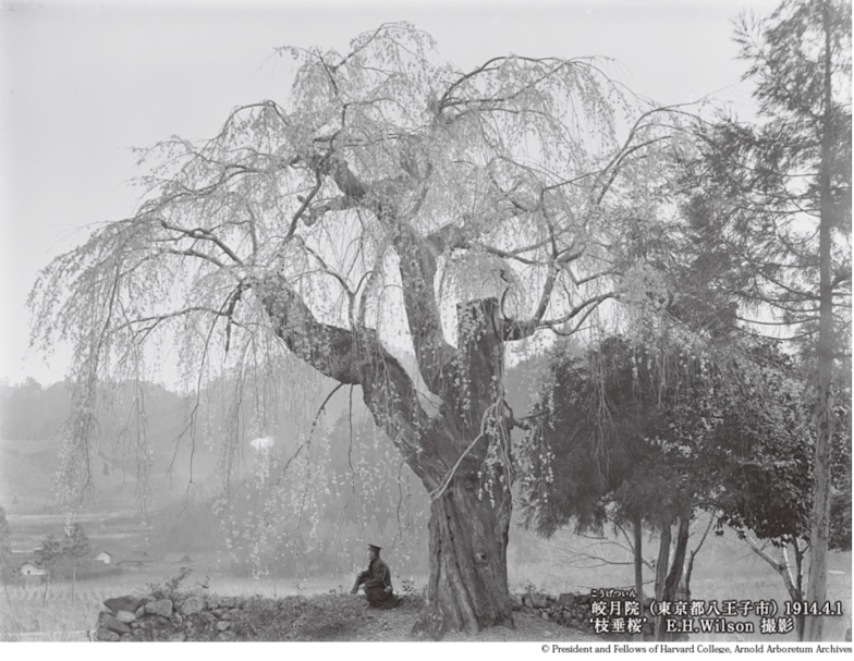 企画展「１００年前の東京と自然－プラントハンター　ウィルソンの写真から－」