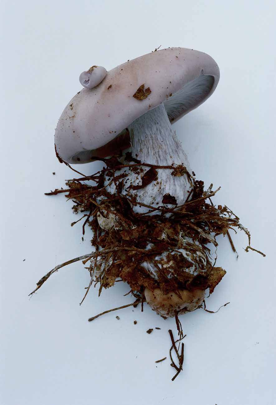 Exhibition] ホンマタカシ/ Symphony その森の子供 mushrooms