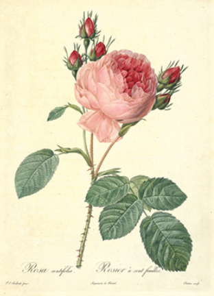 The Official Court Artist Redouté and His Roses （Hachioji Yume