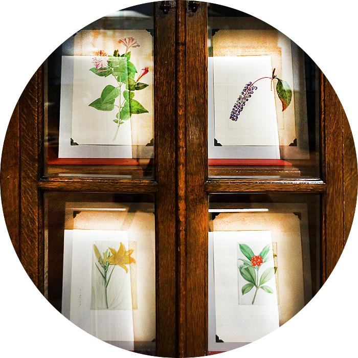 東大植物学と植物画――牧野富太郎と山田壽雄」 （インターメディアテク