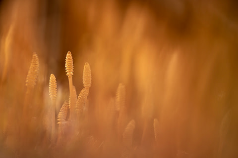 萩原れいこ Heart Of Nature Fujifilm Square Tokyo Art Beat