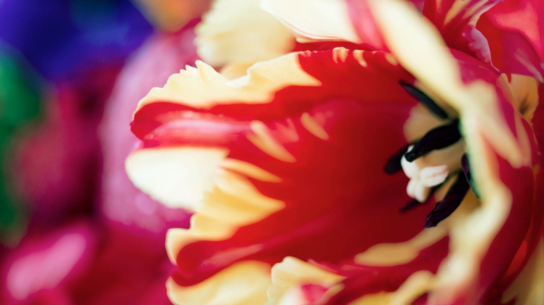 Mika Ninagawa “Flowers” （OIL by Bijutsutecho Gallery） ｜Tokyo