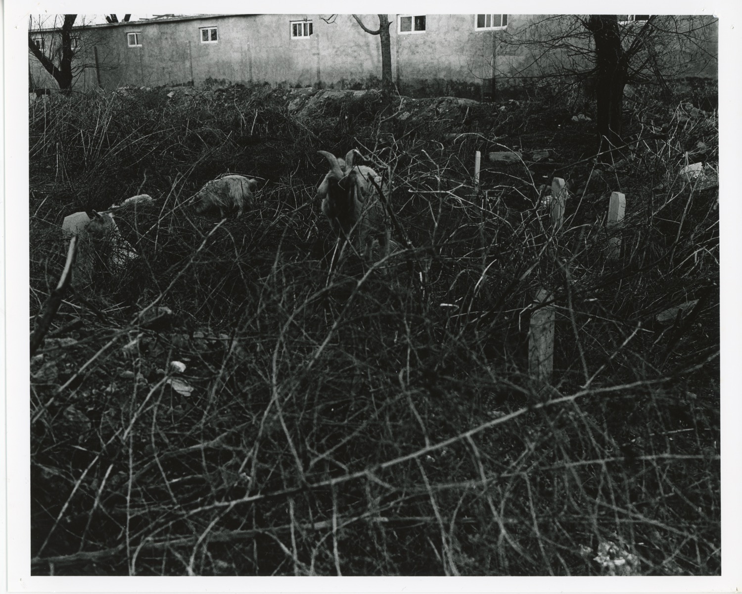 金村修 「SKELETON GOATS DUST STORMS」 （MEM） ｜Tokyo Art Beat