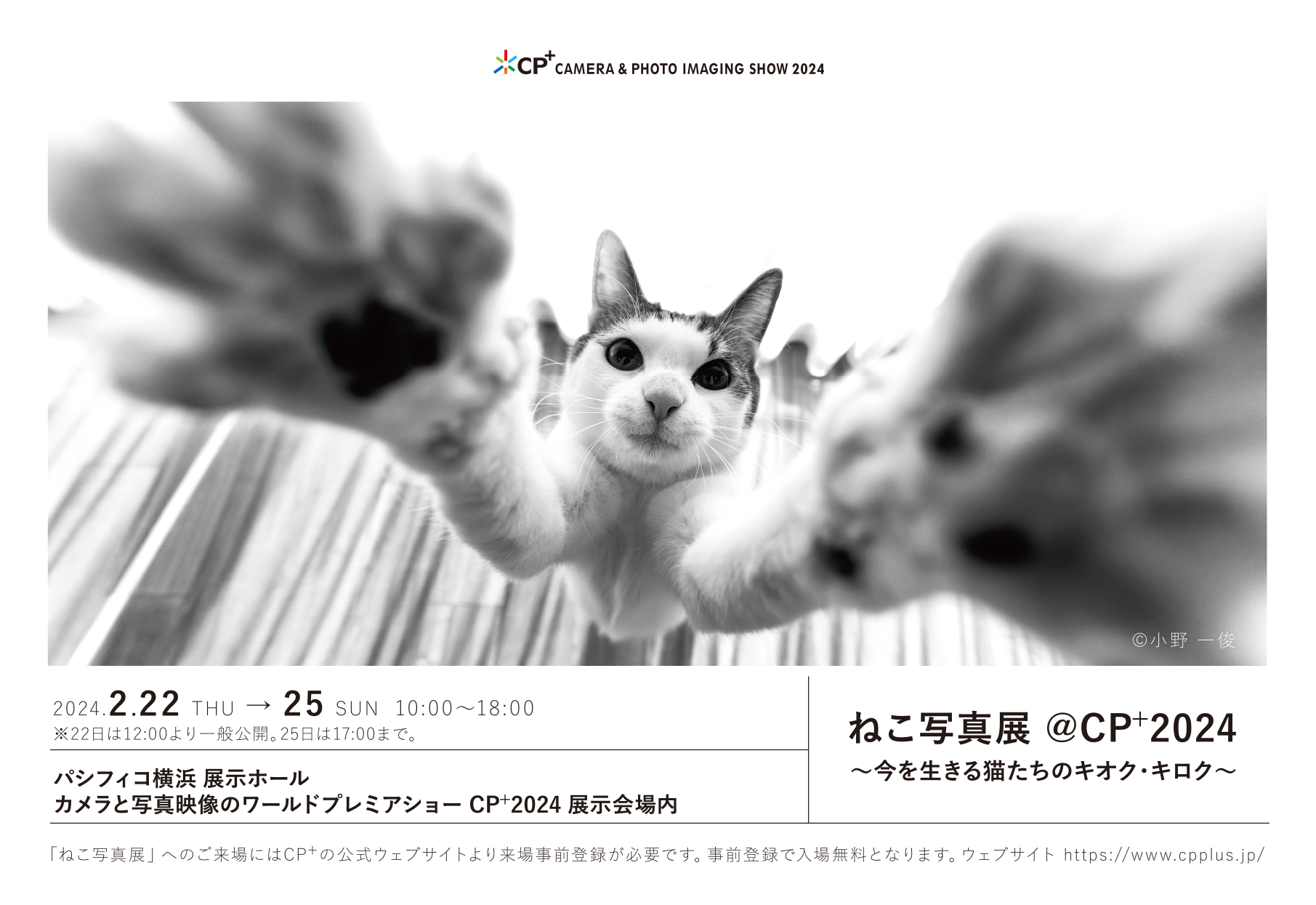 子猫の大行進 写真集 作業中断動画10】子猫たちの日常 BGM・テロップなし【生後36～40