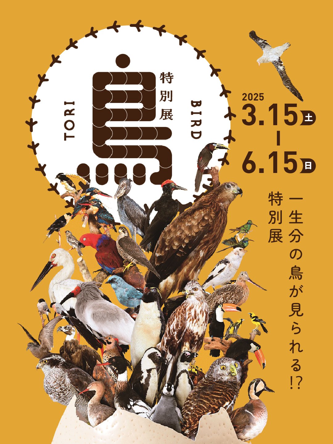 鳥～ゲノム解析が解き明かす新しい鳥類の系統～」 （名古屋市科学館