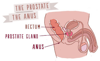 The-Anus-and-Prostate gland