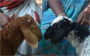 Improving Lives One Lamb at a Time in Rural India