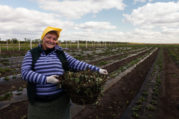 A Kiva loan of $1,400 to Evgeniya helped to purchase farming equipment to cultivate strawberries.