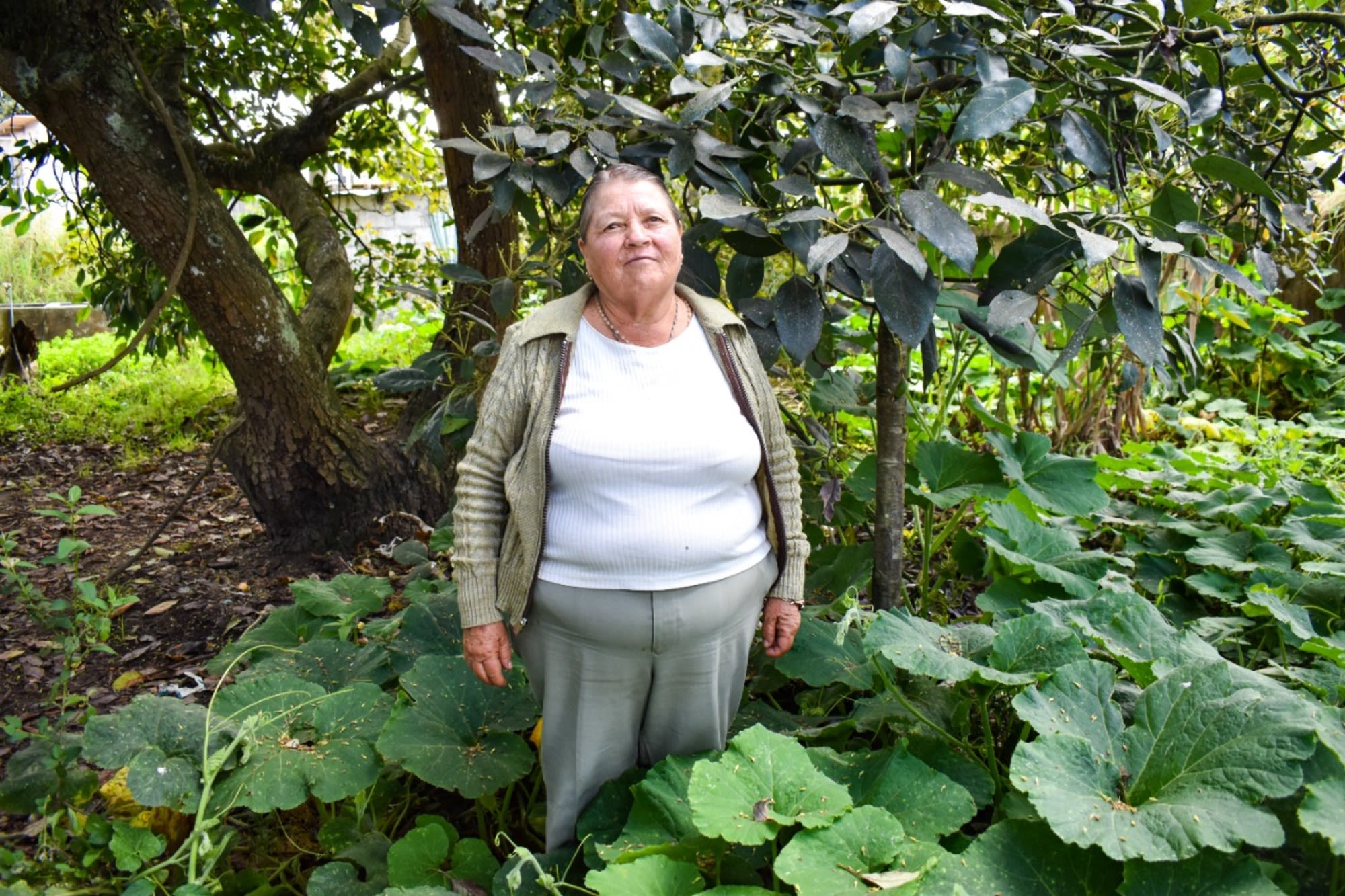 A Kiva loan to Rosa helped to buy avocado plants in order to increase sales in her business.
