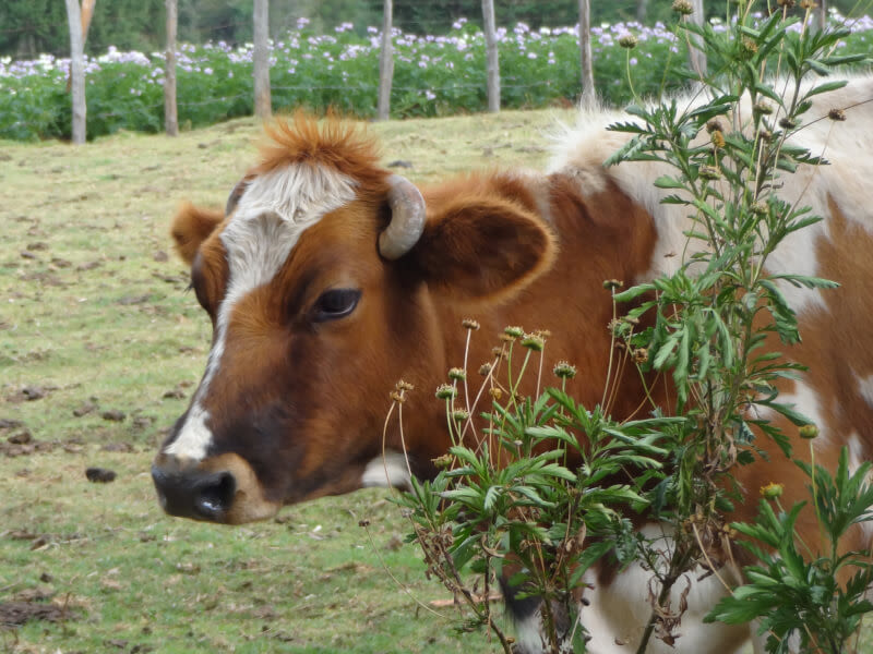 Agriculture