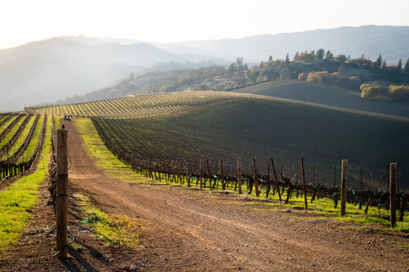 Shannon-Family-of-wines-vineyard-photo