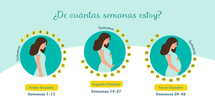 Infografía: ¿De cuántas semanas estoy?