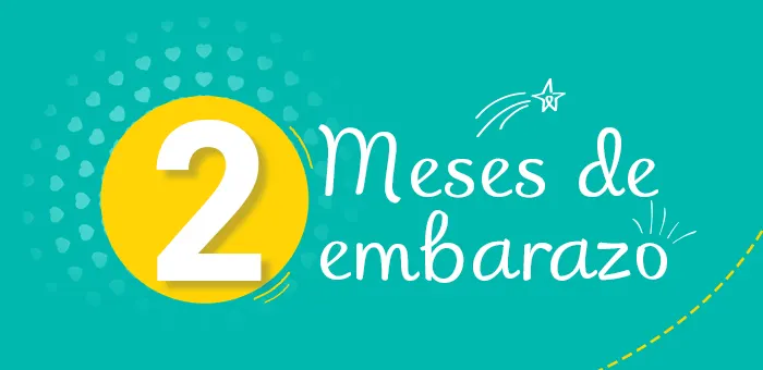 2 meses de embarazo: síntomas y desarrollo del bebé | Pampers®