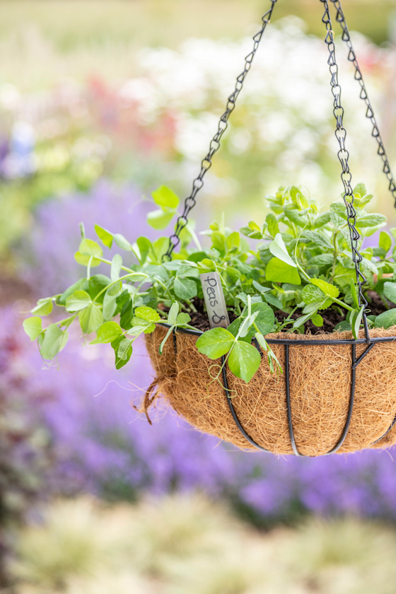 Hanging basket 5