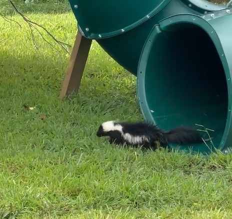 pirate ship skunk