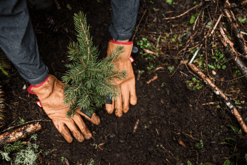 Gloved hands plant a small tree