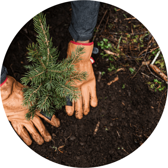 Gloved hands plant a small tree