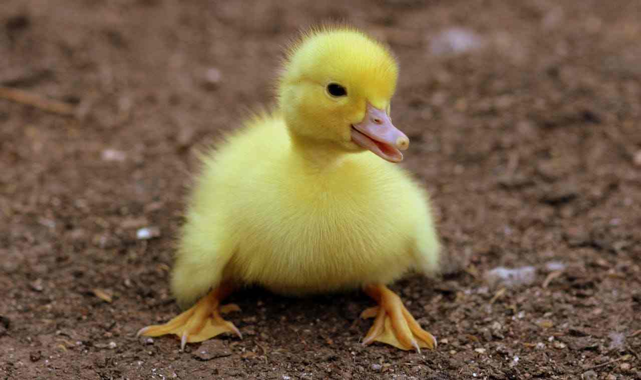 虐待動物
