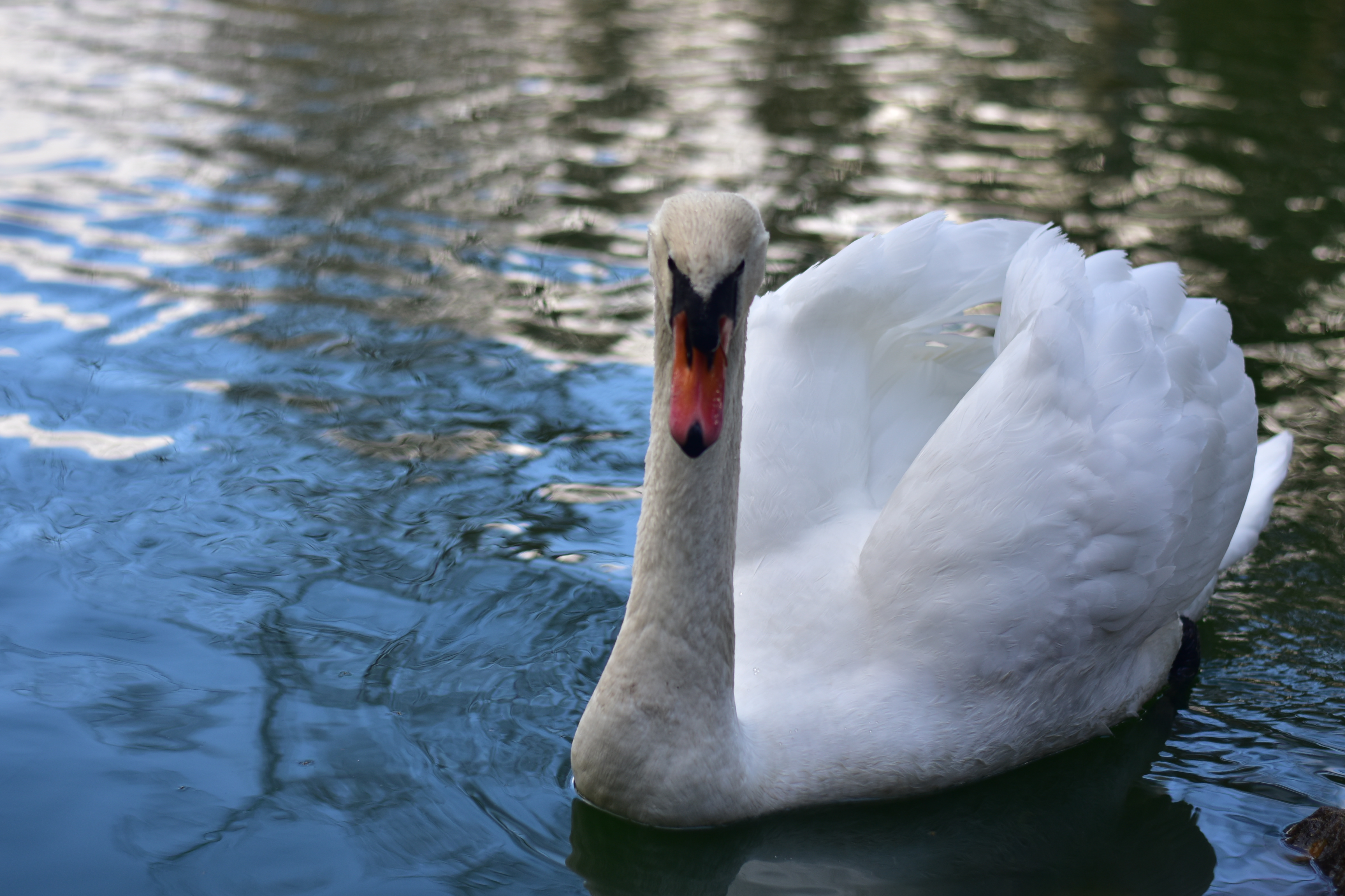 Swan in water